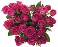 Роза куст-Rosa sp-Purple Irischka--50cm-IS 72bf8f01-e31d-11ec-0a80-079b001c133d