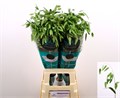 Хасмантиум-Chasmanthium-Latifol Mantis--70cm 72c1fa32-6bad-11f0-0a80-061c0030fb4b