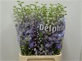 Дельфиниум-Delphinium-El Dew Impress-95cm 72e168de-f138-11ec-0a80-062600080789