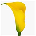 Калла-Zantedechia-Gold Medal-55cm 72e78672-bfa4-11ec-0a80-0b4c0006f795