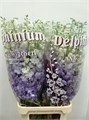 Дельфиниум-Delphinium-El Dew Impress-110cm 72e85292-f138-11ec-0a80-06260008078c