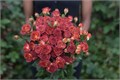 Роза куст-Rosa sp-Chocolate Bubbles-60cm-RS 72f57c48-9e3f-11ed-0a80-10430010a62f