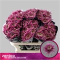 Хризантема одн-Chrysant Gr-Baltazar Inten-70cm-70gr 7300ed91-9558-11f0-0a80-0394001e2c0b