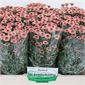 Хризантема сант-Chrysant sant-Calimero Salmo-55cm 7316a61b-9558-11f0-0a80-0394001e2c11
