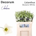 Лизиантус E-Lisianthus E-Botan White--75cm 0c8dd7e7-3122-11ee-0a80-1398000c4305