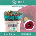 Лизиантус G-Lisianthus G-Rosi Red--70cm 733face4-f764-11ef-0a80-0e23000fa5ca