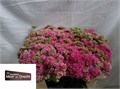 Седум-Sedum-Sp Carl-50cm 735d92f8-bfa5-11ec-0a80-0b4c0007ed52