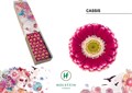 Гербера-Gerbera-Mi Cassis Doos X60-45cm 7370bac7-81f0-11f0-0a80-15b200019571