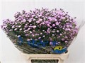 Астра-Aster-Astee Mb Pin Pea-80cm-25gr 737bb8c6-81f0-11f0-0a80-15b200019574