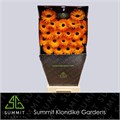 Гербера-Gerbera-Ms Leroy+ Diamond-50cm 738c66b5-81f0-11f0-0a80-15b20001957a