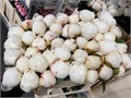 Пион-Paeonia-Snow Mountain-55cm 73a36a41-f138-11ec-0a80-062600080798