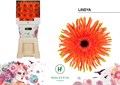 Гербера-Gerbera-Kv Diamond Gerpasta Lindya-50cm 0c9449cf-4c92-11ee-0a80-108700073189