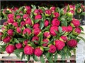 Пион-Paeonia-King's Ransom-55cm 73bb49a8-f138-11ec-0a80-06260008079e