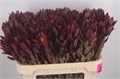 Леукадендрон-Leucadendron--Jester-70cm 73bcabb2-296a-11ef-0a80-1193003b3002