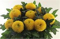 Хризантема одн-Chrysant Gr-Borg-70cm-100gr 73d8373f-f138-11ec-0a80-0626000807a1