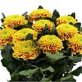 Хризантема одн-Chrysant Gr-Tropicana-70cm-75gr 73f1426c-81f0-11f0-0a80-15b200019583