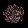 Гвоздика ст-Dianthus st-Cassis-60cm 0c9571d6-bfa4-11ec-0a80-0b4c00069418