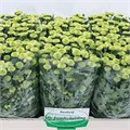 Хризантема сант-Chrysant sant-Calimero Minty-55cm-105gr 73f3a264-81f0-11f0-0a80-15b200019586
