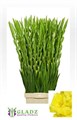 Гладиолус Gr-Gladiolus Gr-Bra Val-125cm-180gr 73fb8242-81f0-11f0-0a80-15b20001958c