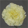 Гвоздика ст-Dianthus st-Diletta Crema-55cm 73fc76ea-bfa3-11ec-0a80-0b4c0005f5ca