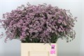 Лимониум-Limonium-Saf Oshi Pink-60cm-35gr 74035768-b1fd-11ee-0a80-0b92004bb650