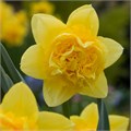 Нарцис-Narcissus-D Dick Wilden-54cm-40gr 7406fc1f-b1fd-11ee-0a80-0b92004bb657