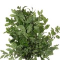 Питтоспорум-Pittosporum-Tenuifolium-50cm-GW 7408543b-bfa6-11ec-0a80-0b4c0008ce7c