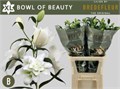 Лилия-Lilium-Du Bo Of Beaut-95cm 740916ca-f138-11ec-0a80-0626000807a4