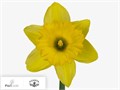 Нарцис-Narcisus-T Dutch Master-50cm-36gr 740a4b63-b1fd-11ee-0a80-0b92004bb666