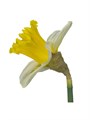 Нарцис-Narcissus-T Las Vegas-50cm-35gr 740e3eff-b1fd-11ee-0a80-0b92004bb669