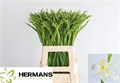 Гладиолус Gr-Gladiolus Gr-Albus-65cm-20gr 0c9b3e00-4c92-11ee-0a80-10870007318c