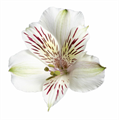 Альстромерия-Alstromeria-White-70cm-QA 00b66b53-b85b-11ed-0a80-0d20001a6cf8