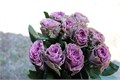 Роза-Rosa-Gr Byzantine+-40cm 7424f354-f138-11ec-0a80-0626000807a7