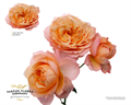 Роза куст-Rosa sp-Julietta Honey-50cm-CN 74299523-33f2-11ef-0a80-045a00019494