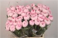 Ранункулус-Ranunculus-Su Ex Venere-45cm-40gr 742be87b-b1fd-11ee-0a80-0b92004bb6a4