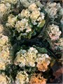 Брассика белая кудрявая (Краснодар) 743e4fdc-f15d-11f0-0a80-09440012b4e0
