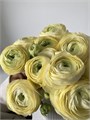 Ранункулус-Ranunculus-Cloni Commedia 74542868-bfa6-11ec-0a80-0b4c0008cec0