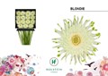 Гербера-Gerbera-Kv Diamond Gerpasta Blondie-50cm 0c9b8cfb-557b-11ee-0a80-020700364f84