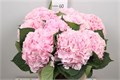 Гортензия-Hydrangea-M Verena-80cm 1st 746501a1-bfa3-11ec-0a80-0b4c0005f648