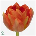 Тюльпан-Tulip-Du Viking-35cm-34gr 747dc535-b1fd-11ee-0a80-0b92004bb6fb