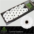Гербера-Gerbera-Mi Yukina-45cm 7492d666-4831-11f0-0a80-07290027c212