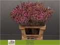 Сирень-Syringia-V Dark Koster-60cm 749b3c09-bfa5-11ec-0a80-0b4c0007eeae
