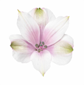Альстромерия-Alstroemeria-Marshmallow-60cm-QA 74a11b18-6a9f-11ed-0a80-0b82000212c6