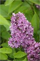 Сирень-Syringia-V Dark Koster-50cm 74a2d69b-bfa5-11ec-0a80-0b4c0007eeb7