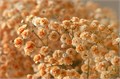 Гипсофила-Gypsophila-Over Time Light Orange-1000gr-EA 74a6e073-3ce5-11ee-0a80-13e1000a6901
