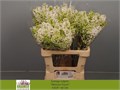 Сирень-Syringia-V Engler Weiss T-60cm 74aae854-bfa5-11ec-0a80-0b4c0007eec1