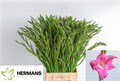 Гладиолус Gr-Gladiolus Gr-Charm-65cm-25gr 0ca1ed35-4c92-11ee-0a80-10870007318f