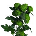 Хризантема куст-Chrysant Tr-Deligreen-70cm-85gr 74b8af97-b1fd-11ee-0a80-0b92004bb736