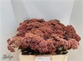 Седум-Sedum-Matrona-55cm 74bbfa36-bfa5-11ec-0a80-0b4c0007eed2
