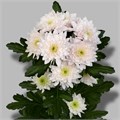 Хризантема куст-Chrysant Tr-Pastela Pink-70cm-75gr 74cb5ae2-b1fd-11ee-0a80-0b92004bb747